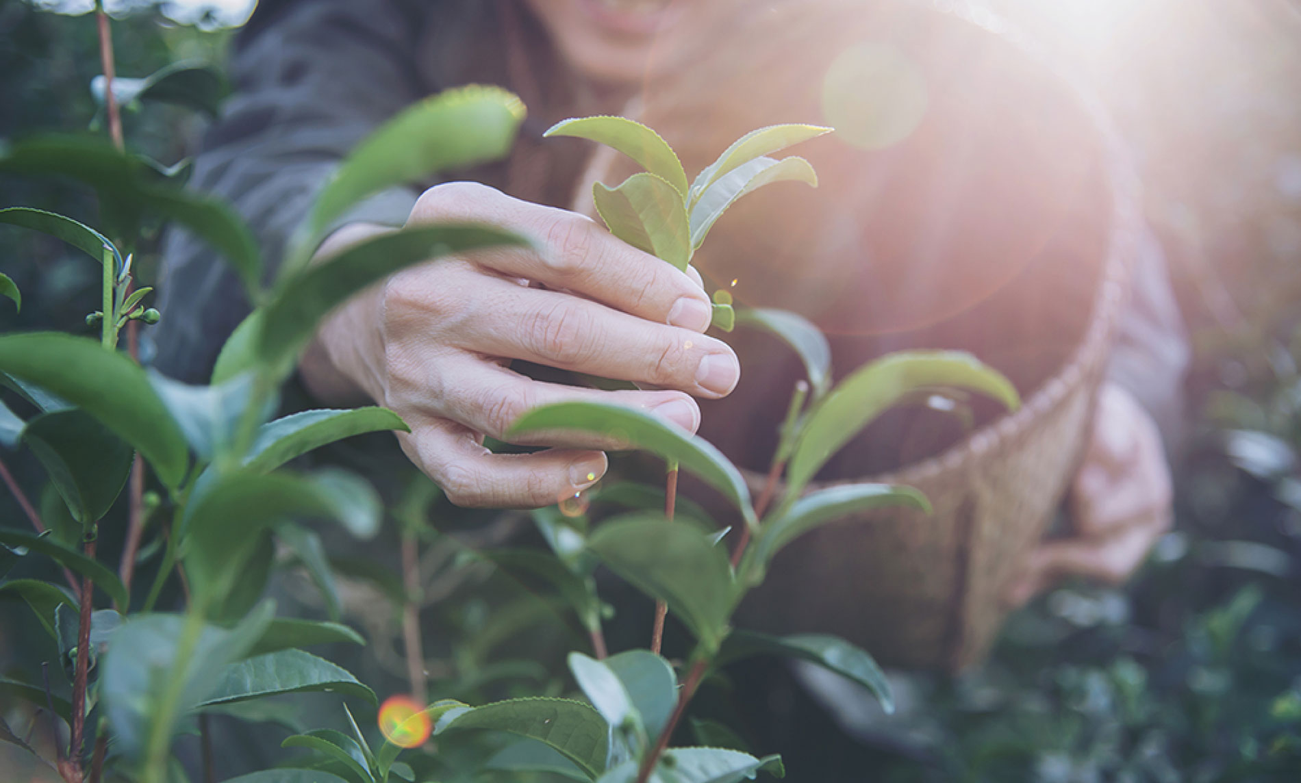 Building a Sustainable Future for Agriculture